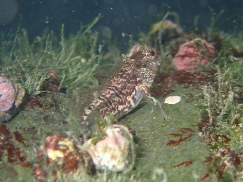 Payta blenny (Hypsoblennius paytensis) — Blenniidae — 4