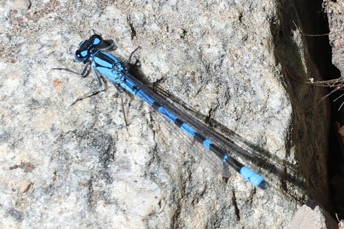iNaturalist observation photo of Bluets