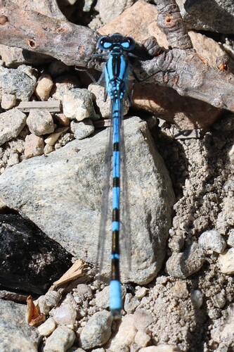 iNaturalist observation photo of Bluets