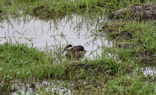 iNaturalist image