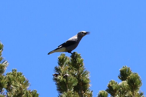 iNaturalist observation photo of Clark's Nutcracker