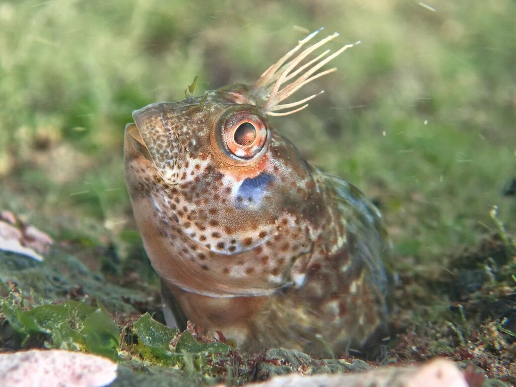 Hypsoblennius paytensis