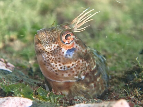 Payta blenny (Hypsoblennius paytensis) — Blenniidae — 3