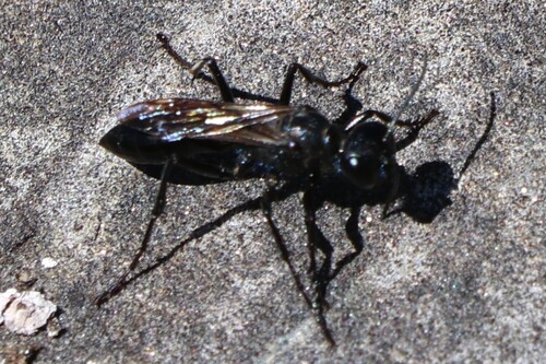 iNaturalist observation photo of Bees and Apoid Wasps