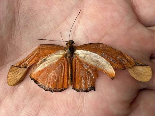 Dryas iulia moderata