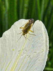 Closterotomus annulus