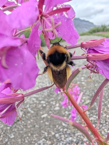 Active Bumble Bee
