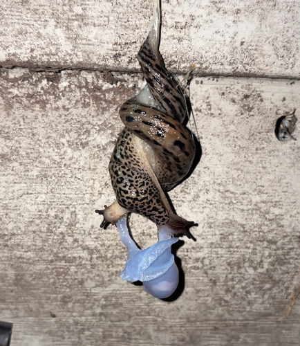 Leopard Slug