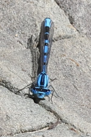 iNaturalist observation photo of Bluets