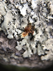 Xanthoparmelia isidiascens