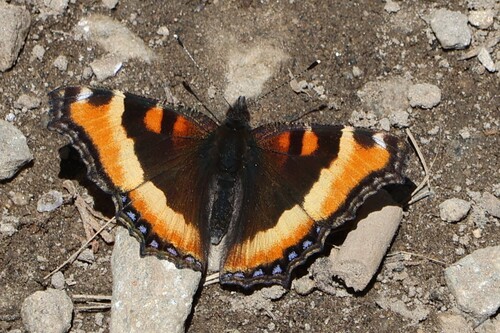 iNaturalist observation photo of Milbert's Tortoiseshell