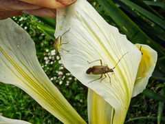 Closterotomus annulus