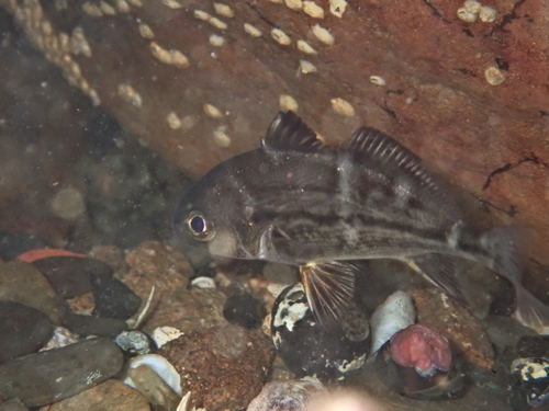 Banded croaker (Cheilotrema fasciatum) — Sciaenidae — 5