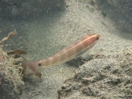 Chameleon wrasse (Halichoeres dispilus) — Labridae — 4