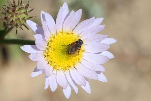 iNaturalist observation photo of Lordotus