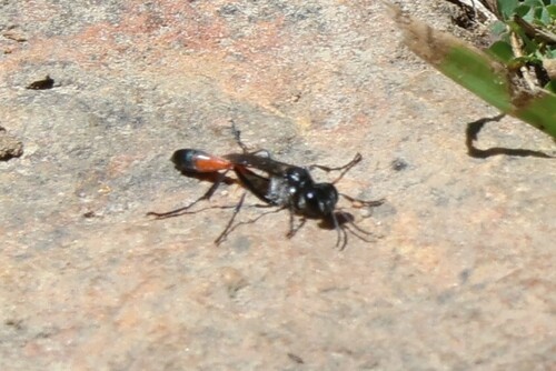 iNaturalist observation photo of Thread-waisted Sand Wasps
