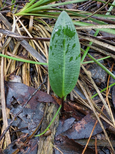 Large Tongue Orchid