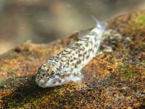 Panamic frillfin (Bathygobius ramosus) — Gobiidae — 4