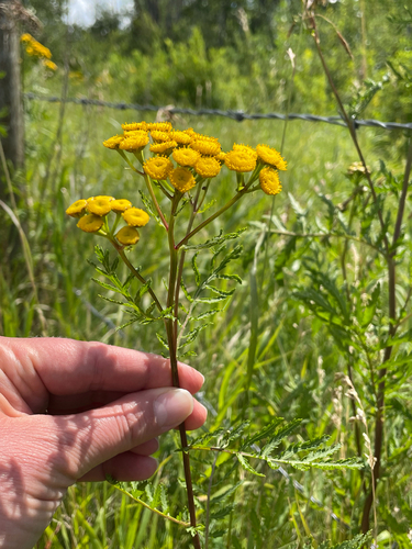 tansy