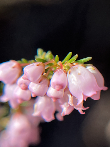 Erica quadrangularis, photograph 2