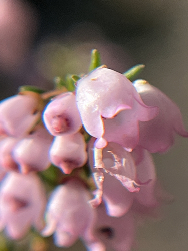 Erica quadrangularis, photograph 3