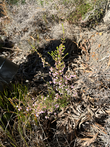 Erica quadrangularis, photograph 1