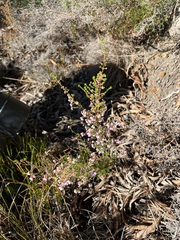 Erica quadrangularis