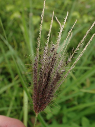 Finger Grass