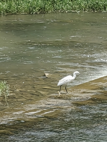 Little Egret