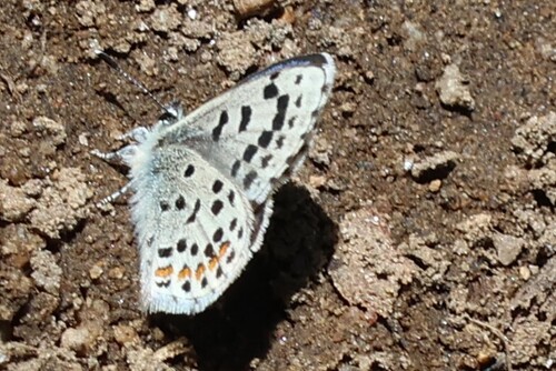 iNaturalist observation photo of American Dotted Blues