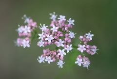 Valeriana officinalis
