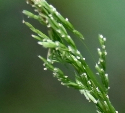 Cinna latifolia, photograph 5