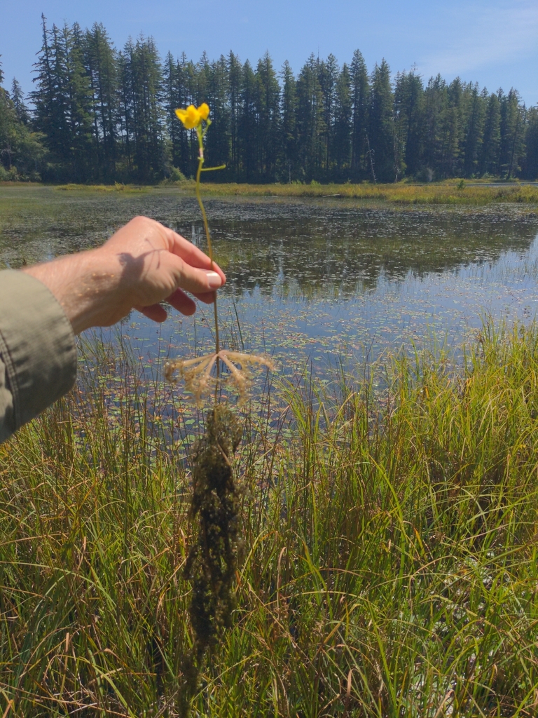 Utricularia inflata