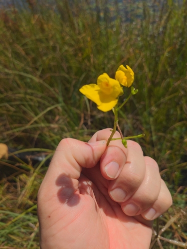 Utricularia inflata, photograph 2