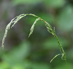 Cinna latifolia, photograph (c) Eric Lamb, some rights reserved (CC BY)
