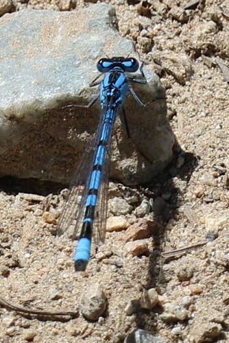 iNaturalist observation photo of Bluets