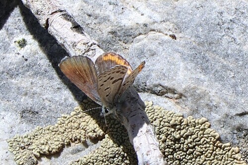 iNaturalist observation photo of Icaricia