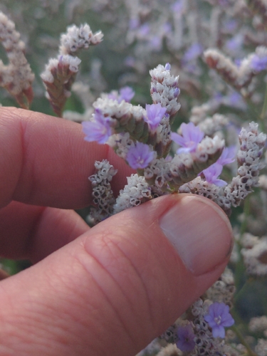 Limonium ramosissimum, photograph 4