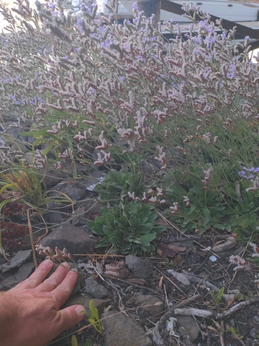 Limonium ramosissimum, photograph 6