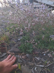 Limonium ramosissimum, photograph author not stated, no rights reserved