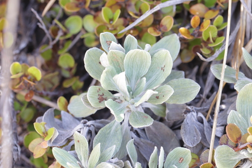 Celmisia discolor, photograph 1