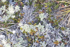 Celmisia discolor