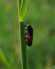 Cercopis arcuata