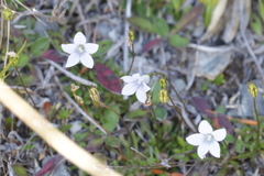 Wahlenbergia albomarginata, photograph (c) sam-rajnikant, some rights reserved (CC BY)