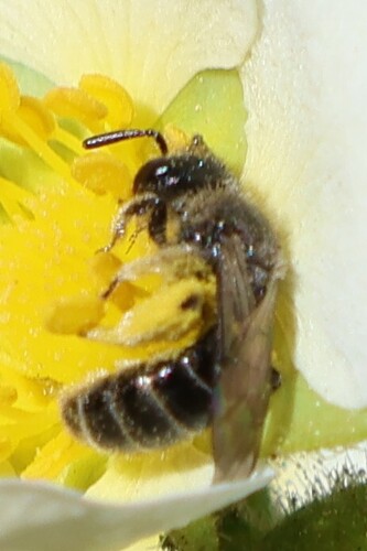 iNaturalist observation photo of Bees