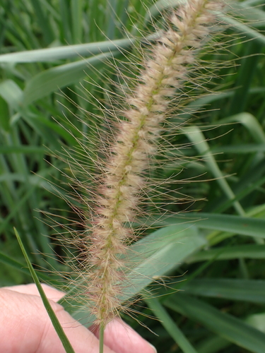 feathery pennisetum