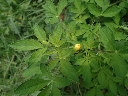 Asian Spiderflower