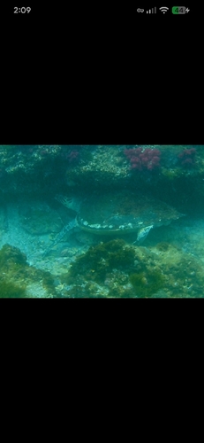 Hawksbill Sea Turtle
