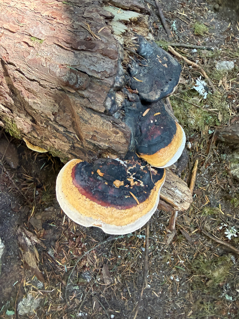 Northern Red Belt · August 2026 · photo: Photo: (c) Morgan Chen, some rights reserved (CC BY) · iNaturalist