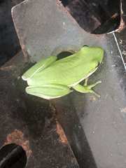 Hyla cinerea